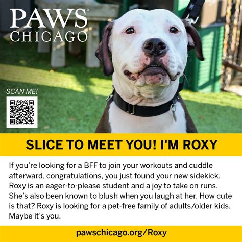 PAWS Chicago teams up with Rick Bayless to increase adoptions